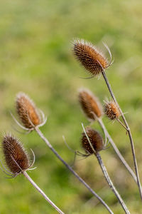 Close-up of dandelion