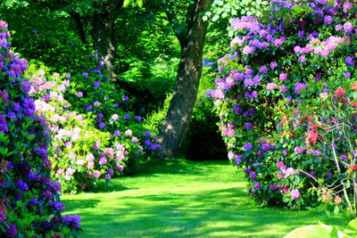 Pink flowers blooming in park