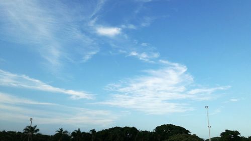 Low angle view of trees against blue sky