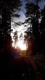 Silhouette trees in forest during sunset