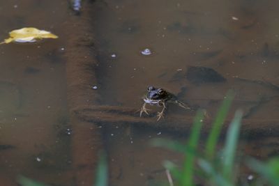 Close-up of spider on water