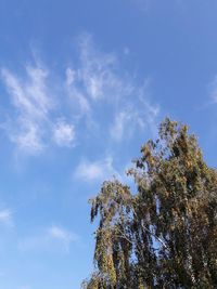 Low angle view of trees against blue sky