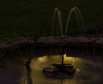 Reflection of plants on lake at night