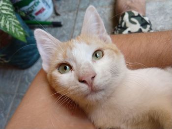 Close-up of hand holding cat