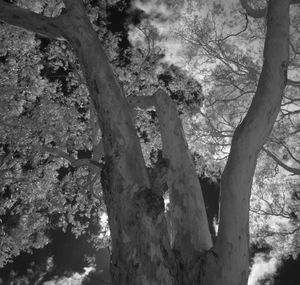 Low angle view of trees