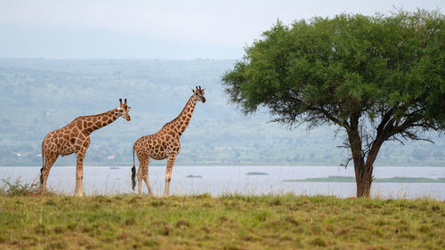 Baringo giraffe, giraffa, uganda