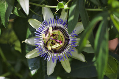 Close-up of purple flower