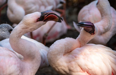 Close-up of birds