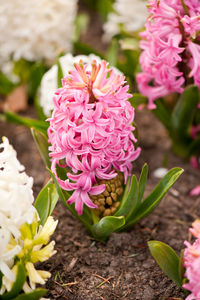 Close-up of pink flowers