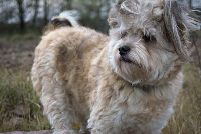 Close-up of dog on field