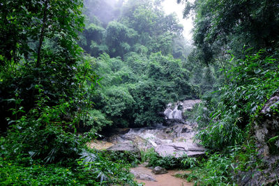 Scenic view of forest