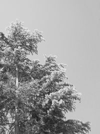 Low angle view of tree against sky during winter