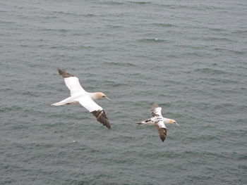 Seagull flying over sea