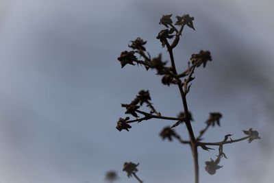 Low angle view of plants against sky