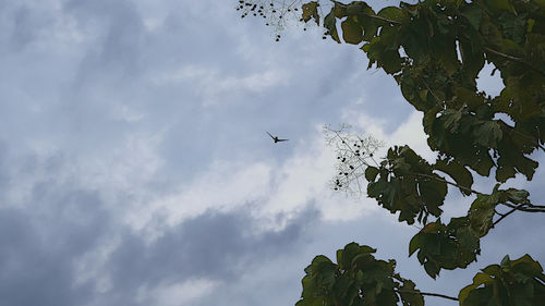 Low angle view of bird flying in sky