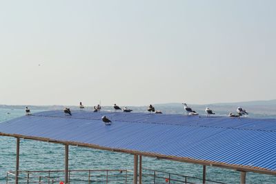 Seagulls perching on sea against clear sky