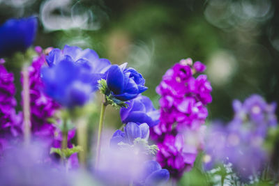 Close-up of purple flowering plant