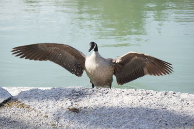 Bird flying over lake