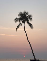 palm tree