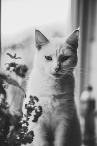 Close-up portrait of cat sitting at home