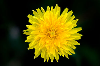 Close-up of yellow sunflower against black background