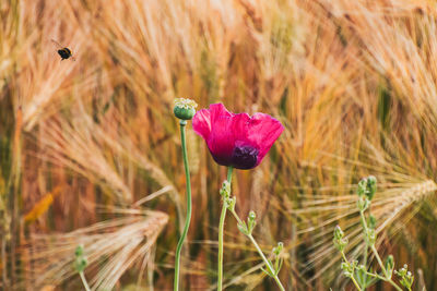 Close-up of purple flower on field