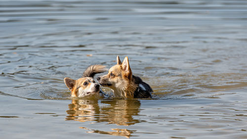 Welsh corgi pembroke dog swims in the lake and enjoys a sunny day