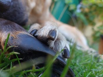 Close-up of a dog