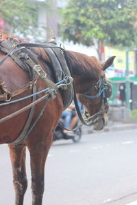 Horse cart on street