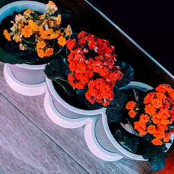 High angle view of flower pot on table
