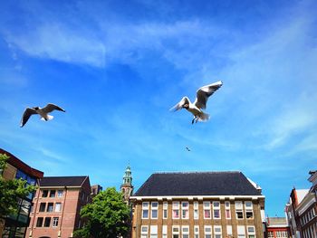 Low angle view of seagulls flying in sky