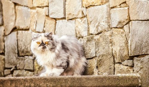 Portrait of cat