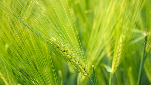 Close-up of wheat growing on field