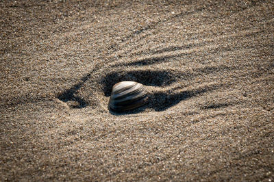 High angle view of animal shell on sand