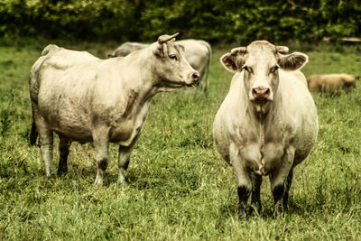 Portrait of cow in a field