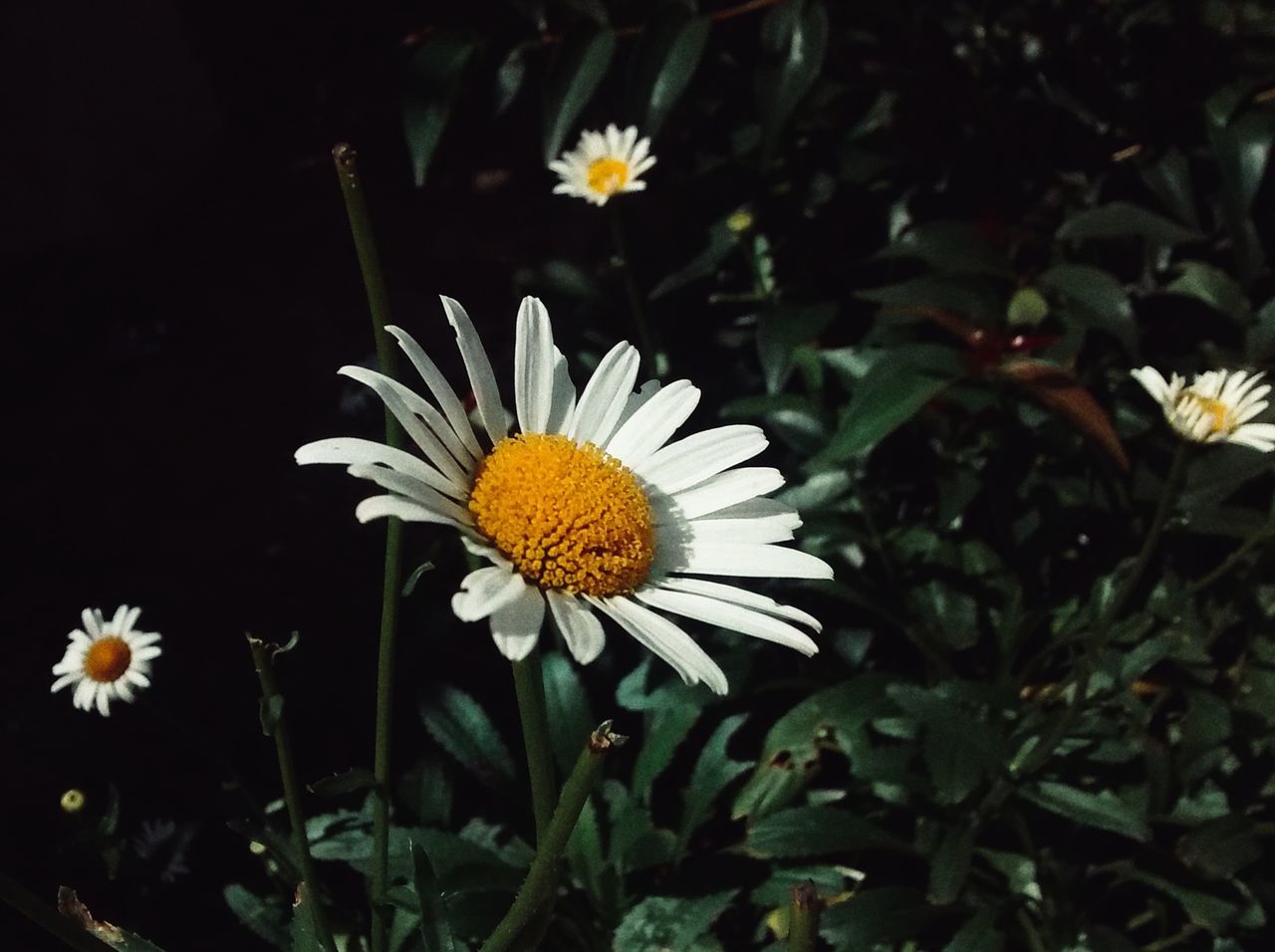 flower, fragility, freshness, flower head, petal, growth, beauty in nature, nature, pollen, blooming, plant, no people, close-up, outdoors, day