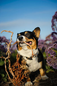 Pembroke welsh corgi playing with plant stem at field against blue sky