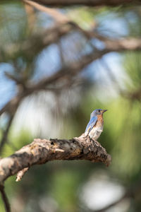 Fledgling female eastern bluebird sialia sialis perches on the trunk of a tree in naples, florida