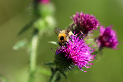 Bee takes nectar from purple thistle blossom