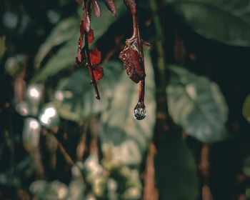 Close-up of wet plant against blurred background