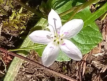 Close-up of white flower blooming outdoors