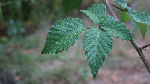 Close-up of fresh green leaves on plant