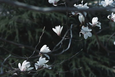 Close-up of white cherry blossom tree