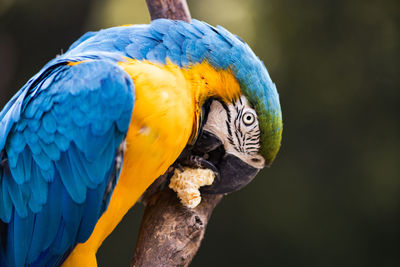 Close-up of blue parrot