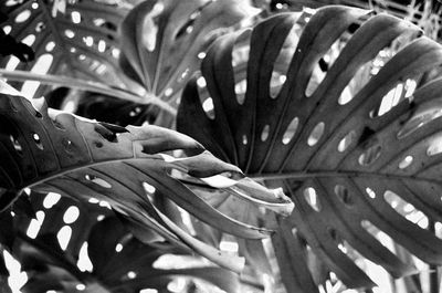 Close-up of butterfly on leaf