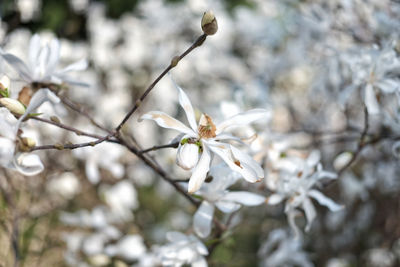 Close-up of white cherry blossoms in spring