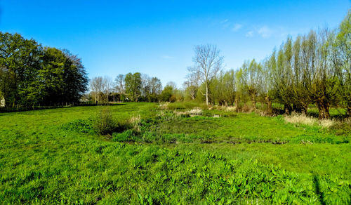 Scenic view of grassy field against sky