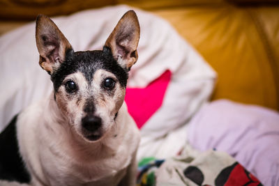 Close-up portrait of dog relaxing on bed at home