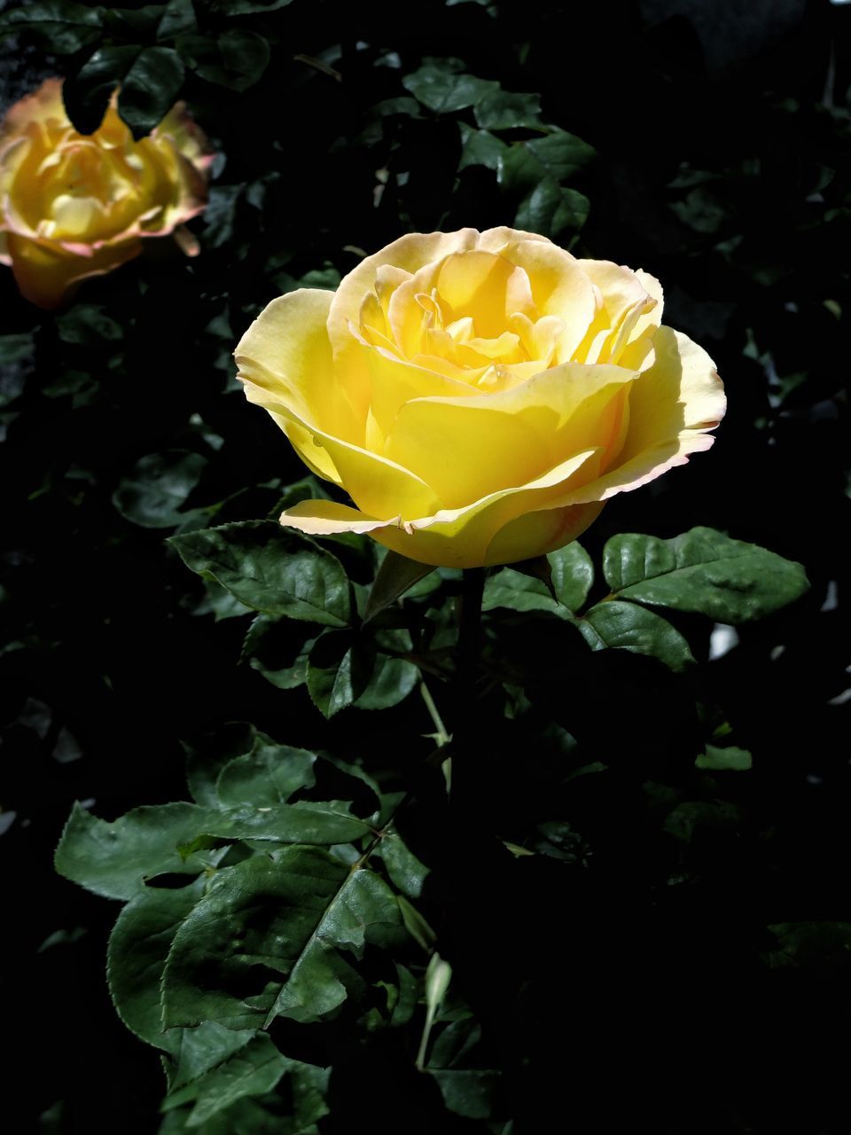 CLOSE-UP OF YELLOW ROSE IN WATER