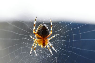 Close-up of spider on web